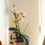 Apartmán Totko
